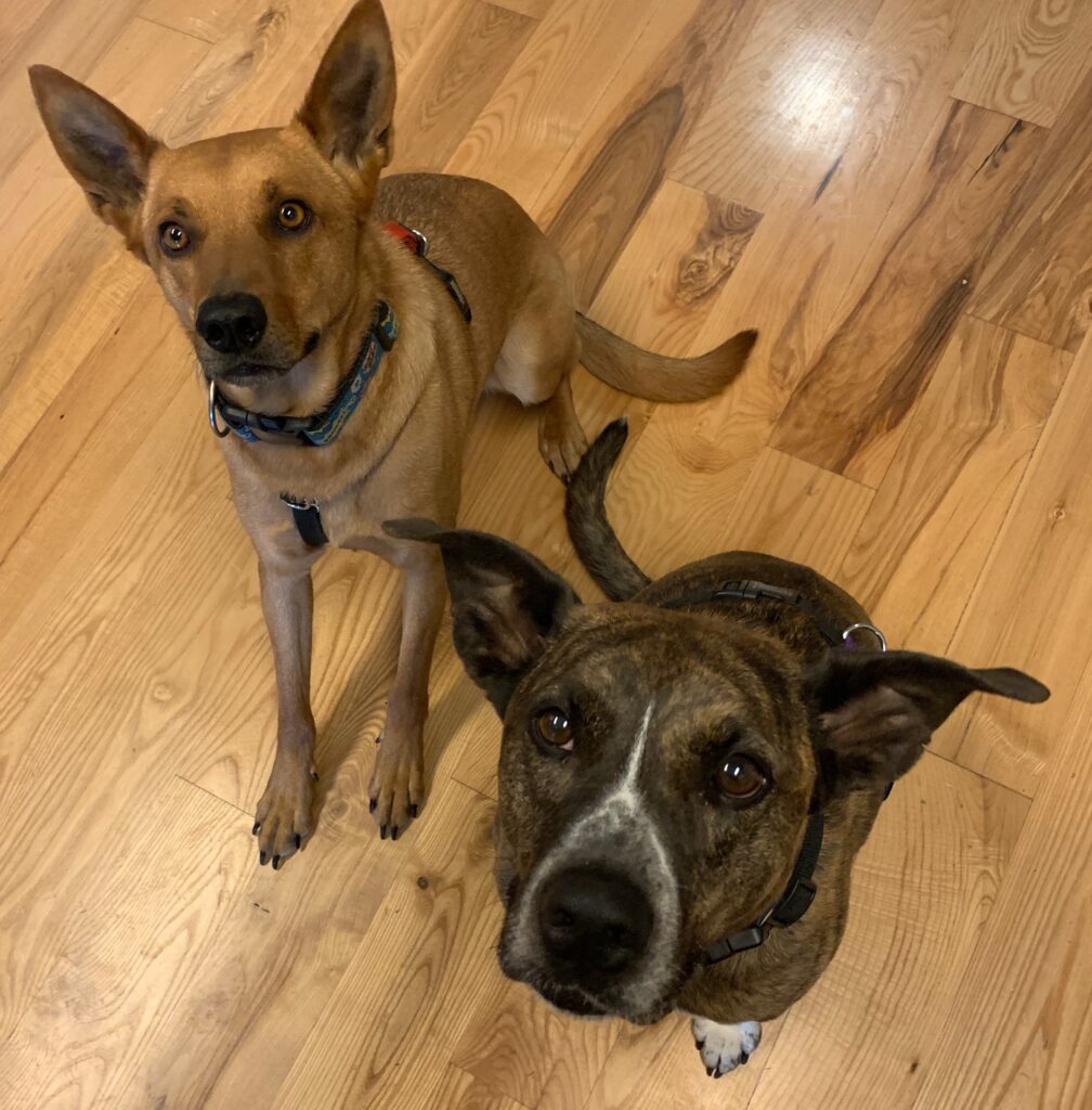 Two dogs look up at the camera. On the left is a tan cattle dog, and on the right is a brindle mutt.